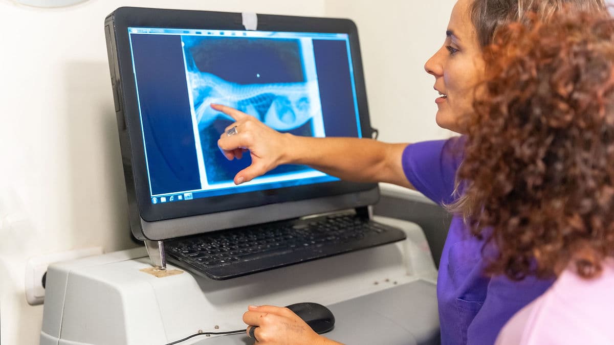 Understanding ARRT® Radiography Registry Examination Competencies